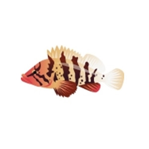 Tiger Rockfish